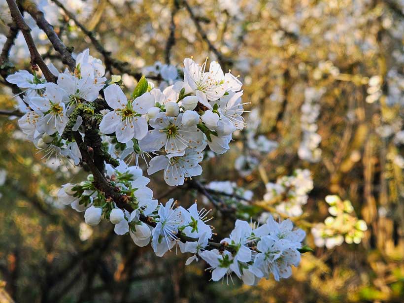blackthorn flowers
