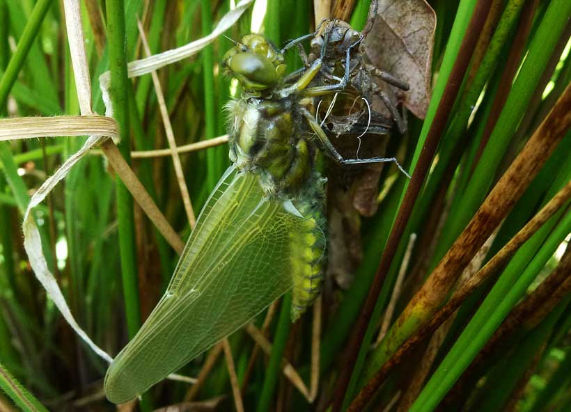 broad bodied chaser dragonfly