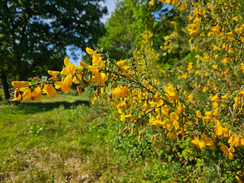 broom plant