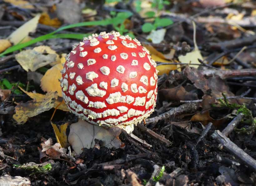 Fly Agaric