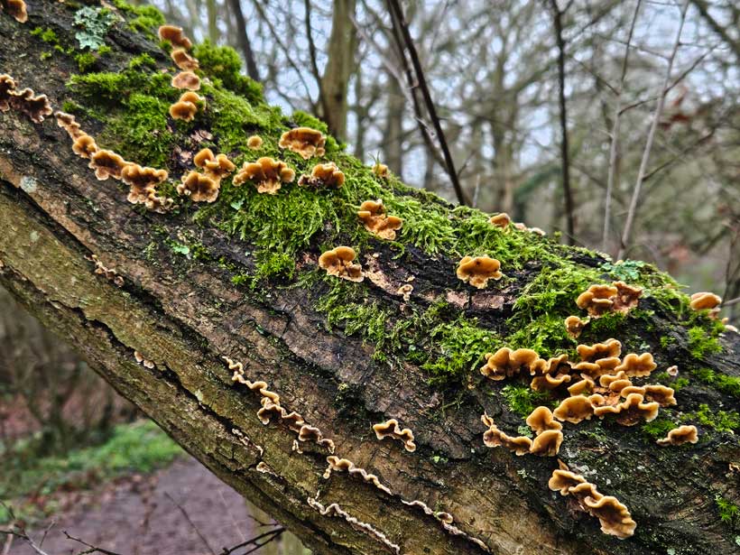 Fungi on Oak