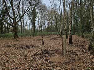 Rowan Tree planted in the New Glade