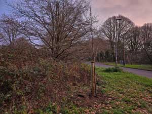 Tree planted in Memory of Jeremy French