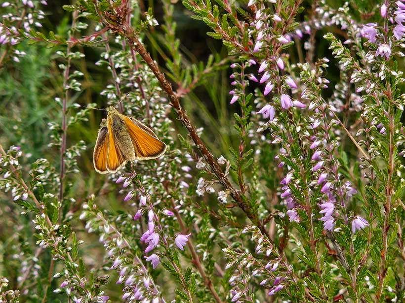 Essex Skipper butterfly