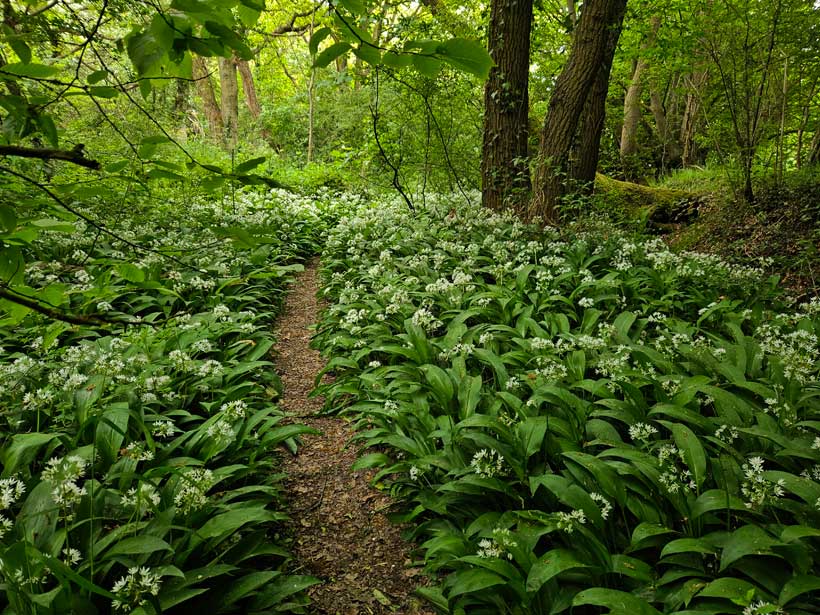 Wild Garlic