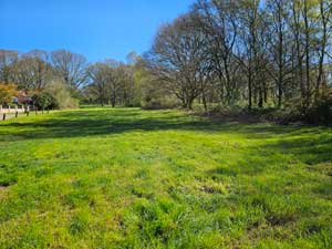 Meadow