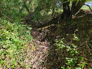 Ditch