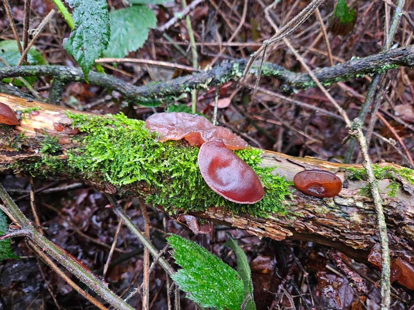 Jelly Fungus