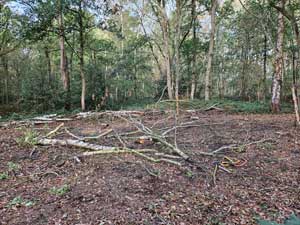 Fallen Tree