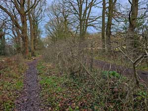 The Bridleway Hedge