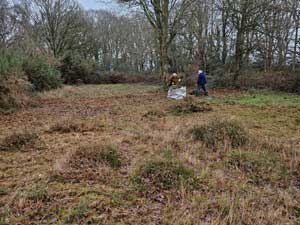 Clearing Heath