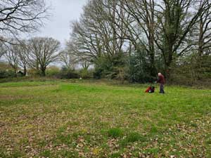 meadow